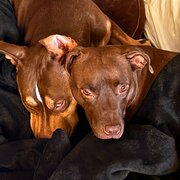 Home Owner wanting sitter in Ballarat, Victoria