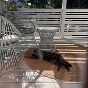 Home Owner wanting sitter in Brisbane , Queensland