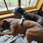 Home Owner wanting sitter in Adelaide, South Australia