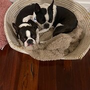 Home Owner wanting sitter in PERTH, Western Australia