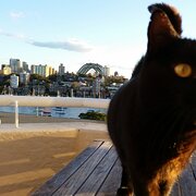 Home Owner wanting sitter in Hurstville, New South Wales