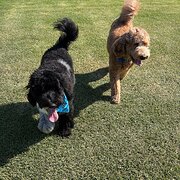 Home Owner wanting sitter in , New South Wales