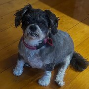 Home Owner wanting sitter in Ipswich, Queensland