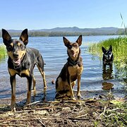 Home Owner wanting sitter in Brisbane, Queensland