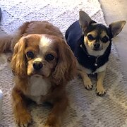 Home Owner wanting sitter in Brisbane , Queensland