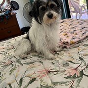 Home Owner wanting sitter in Brisbane, Queensland