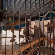 Home Owner wanting sitter in Brisbane , Queensland