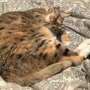 Home Owner wanting sitter in Melbourne , Victoria