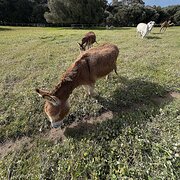 House Sitter - Happy housesitter