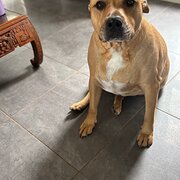 Home Owner wanting sitter in , New South Wales