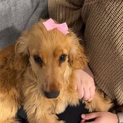 Home Owner wanting sitter in Launceston , Tasmania