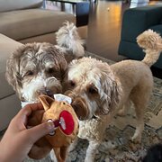 Home Owner wanting sitter in , New South Wales