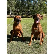 Home Owner wanting sitter in Brisbane, Queensland