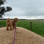 Home Owner wanting sitter in Sale, Victoria