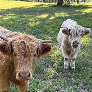 Home Owner wanting sitter in Singleton / Cessnock , New South Wales