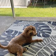 Home Owner wanting sitter in , New South Wales