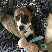 Home Owner wanting sitter in , New South Wales