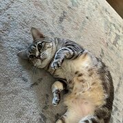 Home Owner wanting sitter in , Victoria