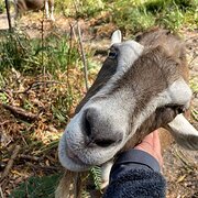 Home Owner wanting sitter in Hobart, Tasmania