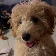 Home Owner wanting sitter in , Queensland