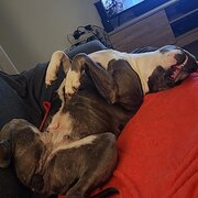 Home Owner wanting sitter in Killarney Vale, New South Wales