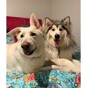 Home Owner wanting sitter in Gold Coast, Queensland