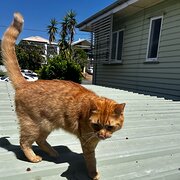 Home Owner wanting sitter in MANLY, Queensland