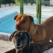 Home Owner wanting sitter in Noosa, Queensland