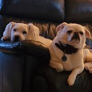 Home Owner wanting sitter in Ipswich, Queensland