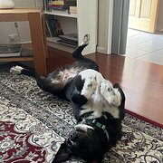 Home Owner wanting sitter in Sydney , Australian Capital Territory