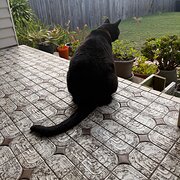 Home Owner wanting sitter in Port Macquarie , New South Wales