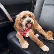 Home Owner wanting sitter in Brisbane , Queensland