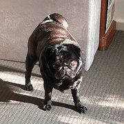 Home Owner wanting sitter in Wollongong, New South Wales