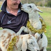 Home Owner wanting sitter in Townsville, Queensland