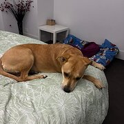 Home Owner wanting sitter in Adelaide, South Australia