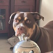 Home Owner wanting sitter in Kwinana , Western Australia