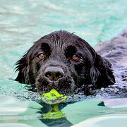 Home Owner wanting sitter in Melbourne, Victoria