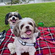 Home Owner wanting sitter in Brisbane City, Queensland