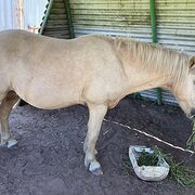 Home Owner wanting sitter in LISMORE, New South Wales