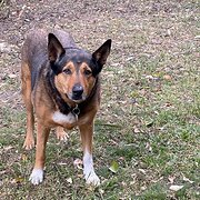 Home Owner wanting sitter in Brisbane, Queensland