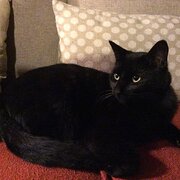 Home Owner wanting sitter in Albury Wodonga, Victoria