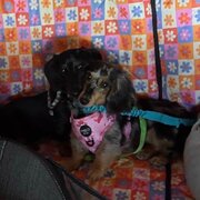 Home Owner wanting sitter in , New South Wales