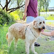 Home Owner wanting sitter in , Queensland