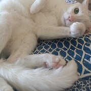 Home Owner wanting sitter in Adelaide , South Australia