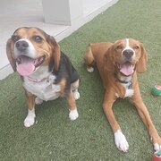 Home Owner wanting sitter in , Queensland