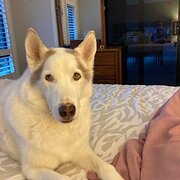 Home Owner wanting sitter in Taree, New South Wales