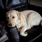 Home Owner wanting sitter in Perth, Western Australia