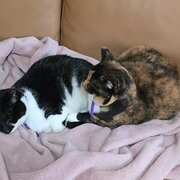 Home Owner wanting sitter in Nowra , New South Wales