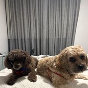 Home Owner wanting sitter in Sydney, New South Wales