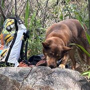 Home Owner wanting sitter in Perth/Fremantle, Western Australia